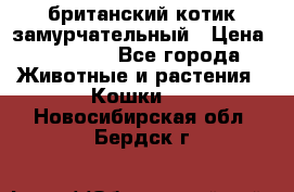 британский котик замурчательный › Цена ­ 12 000 - Все города Животные и растения » Кошки   . Новосибирская обл.,Бердск г.